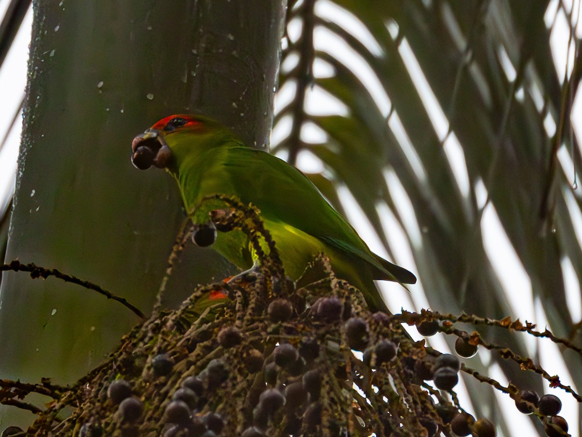 Pileated Parrot - ML609353824