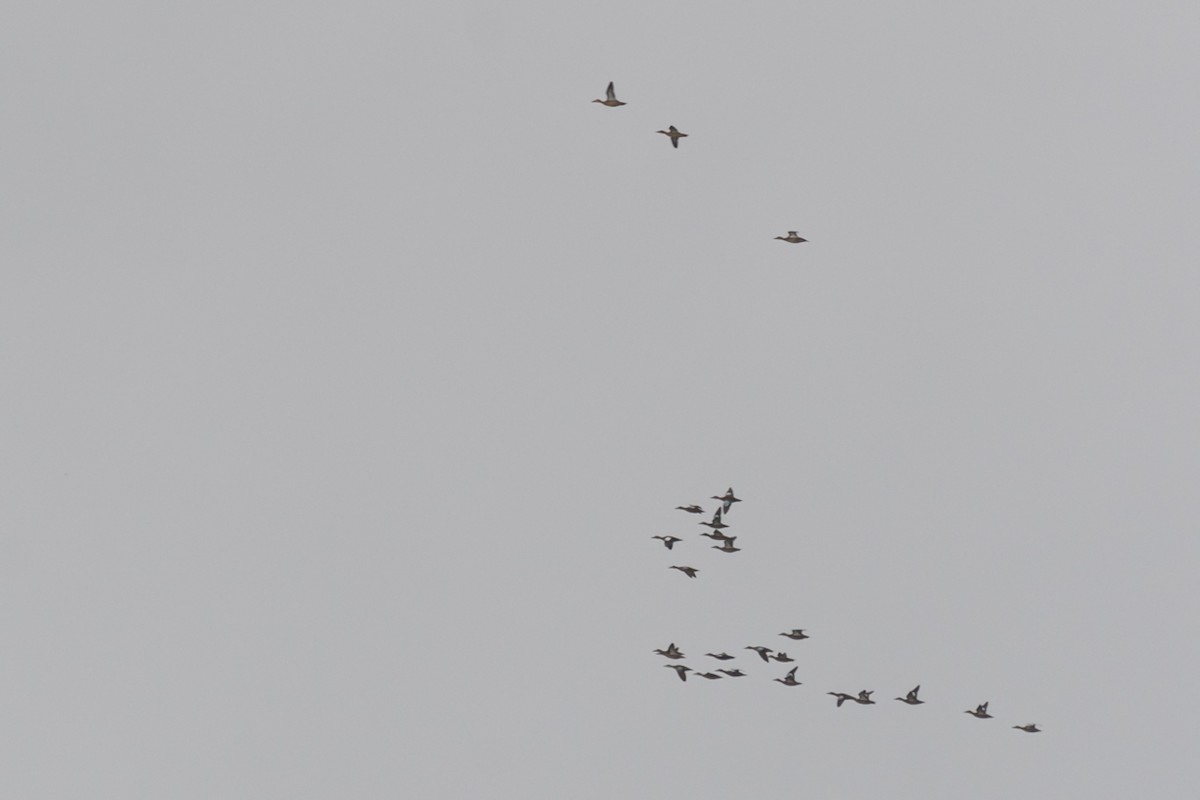 Blue-winged Teal - ML609353851