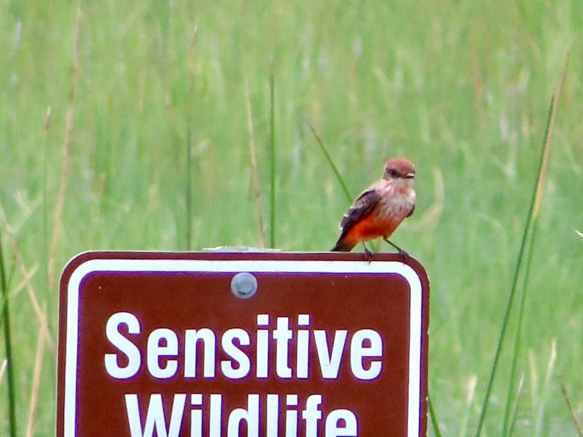 Vermilion Flycatcher - ML609353871