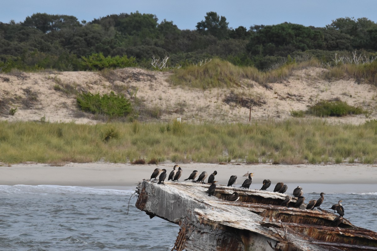 kormorán ušatý - ML609353887