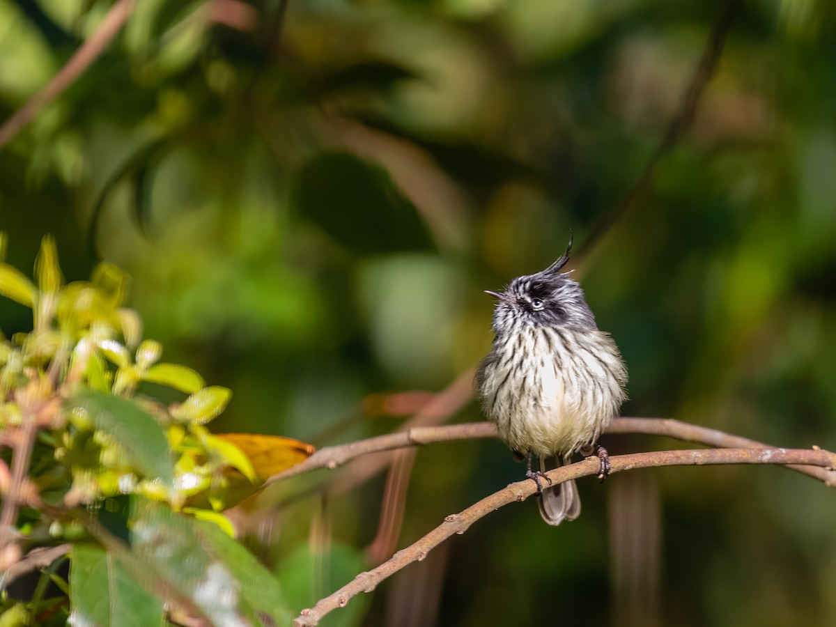 Tufted Tit-Tyrant - ML609353890