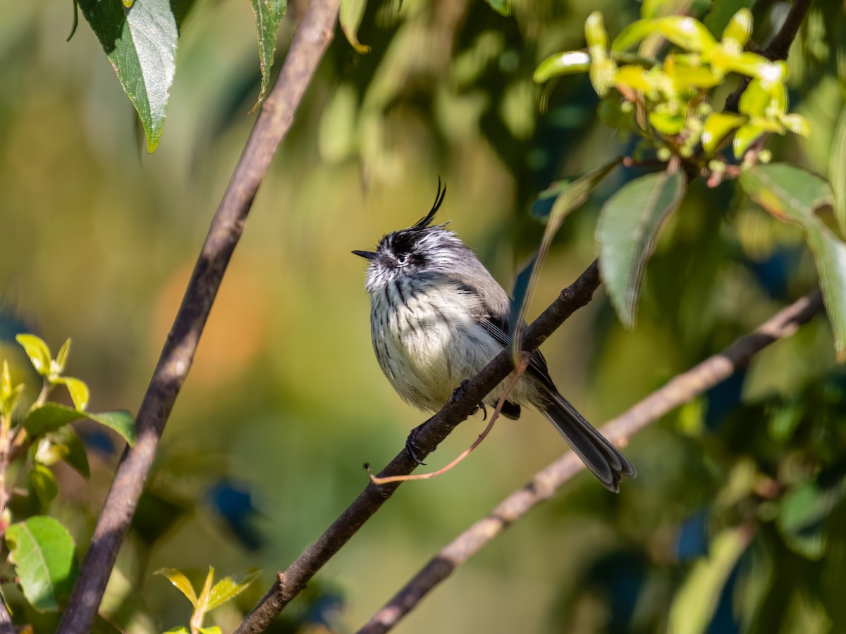 Tufted Tit-Tyrant - ML609353891