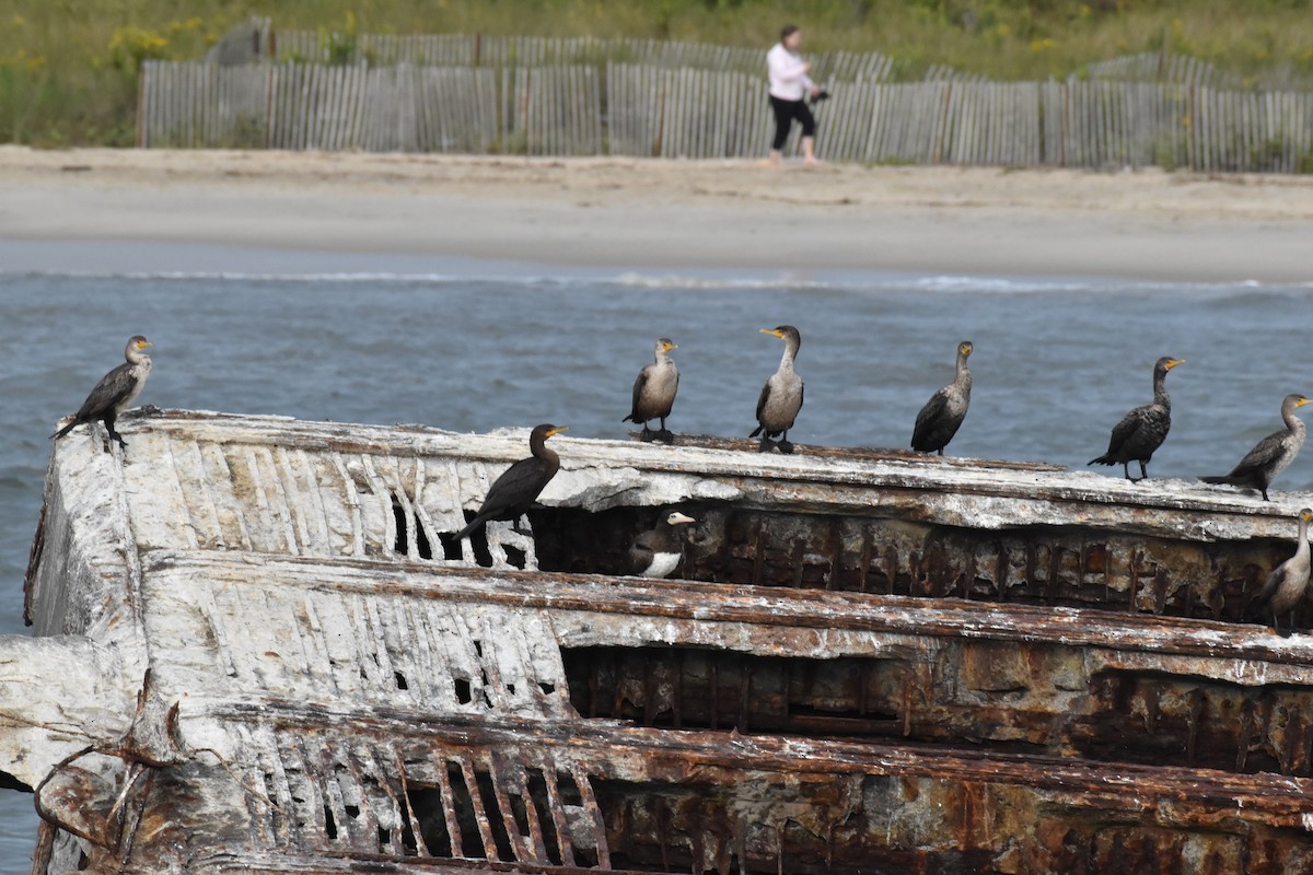 terej žlutonohý - ML609353900