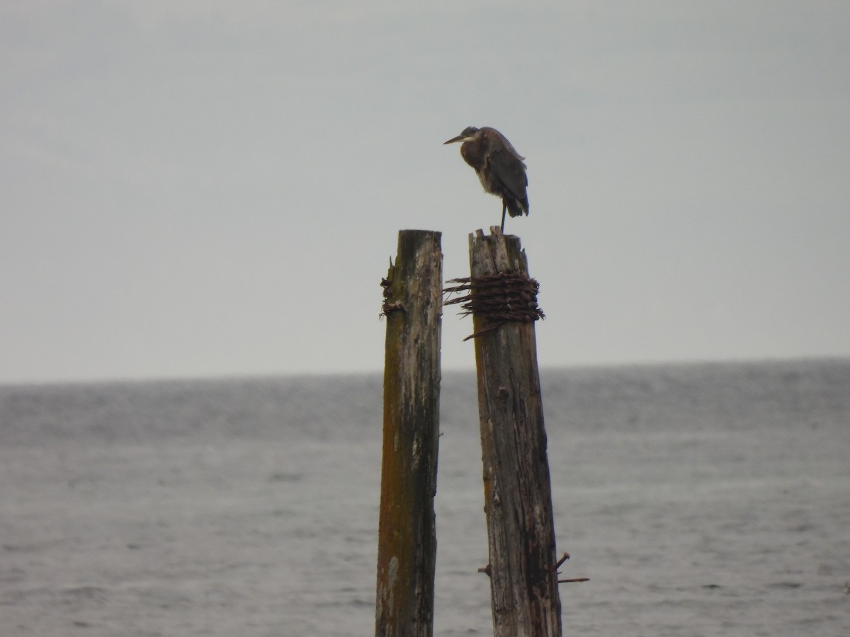 Great Blue Heron - ML609353902