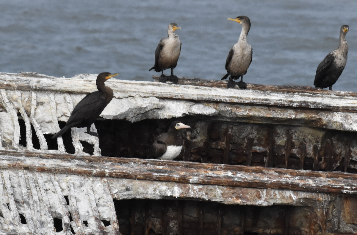 terej žlutonohý - ML609353939