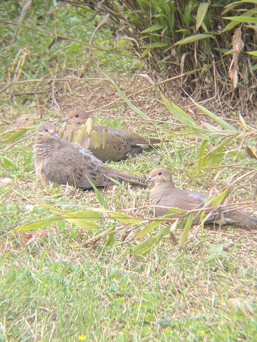 Mourning Dove - ML609354072