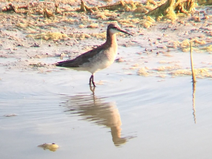 Wilson's Phalarope - Daryl Bernard