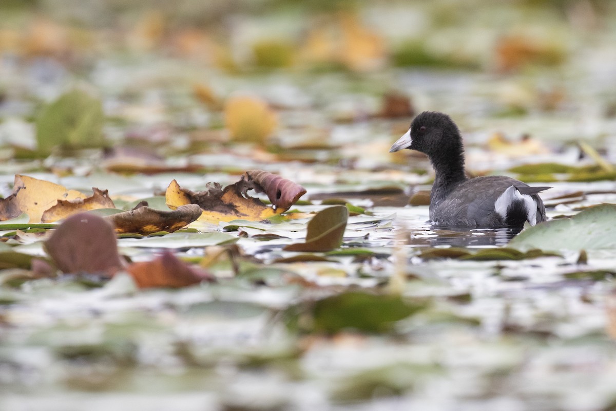 American Coot - ML609354156