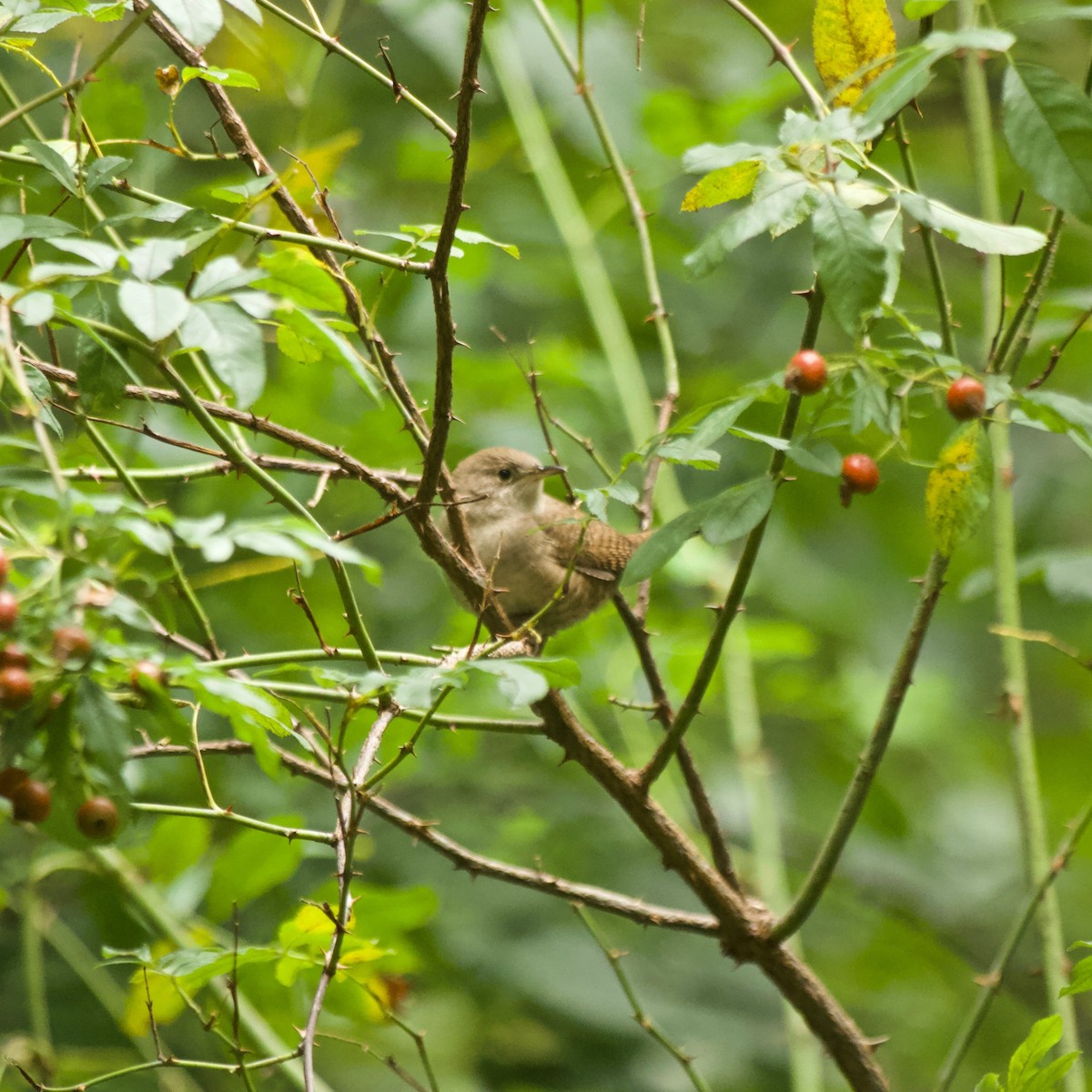 House Wren - ML609354210