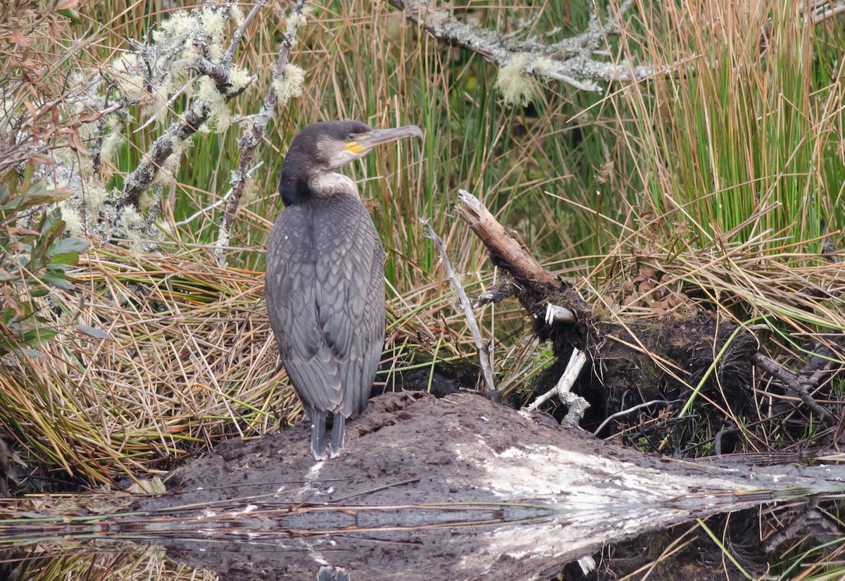 Тураг гогой - ML609354266