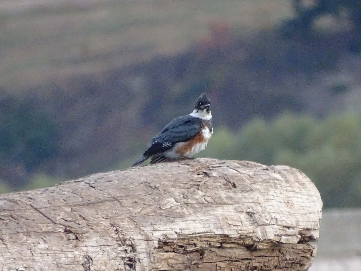 Belted Kingfisher - ML609354314