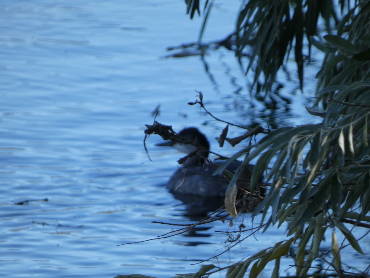 Red-necked Grebe - ML609354324
