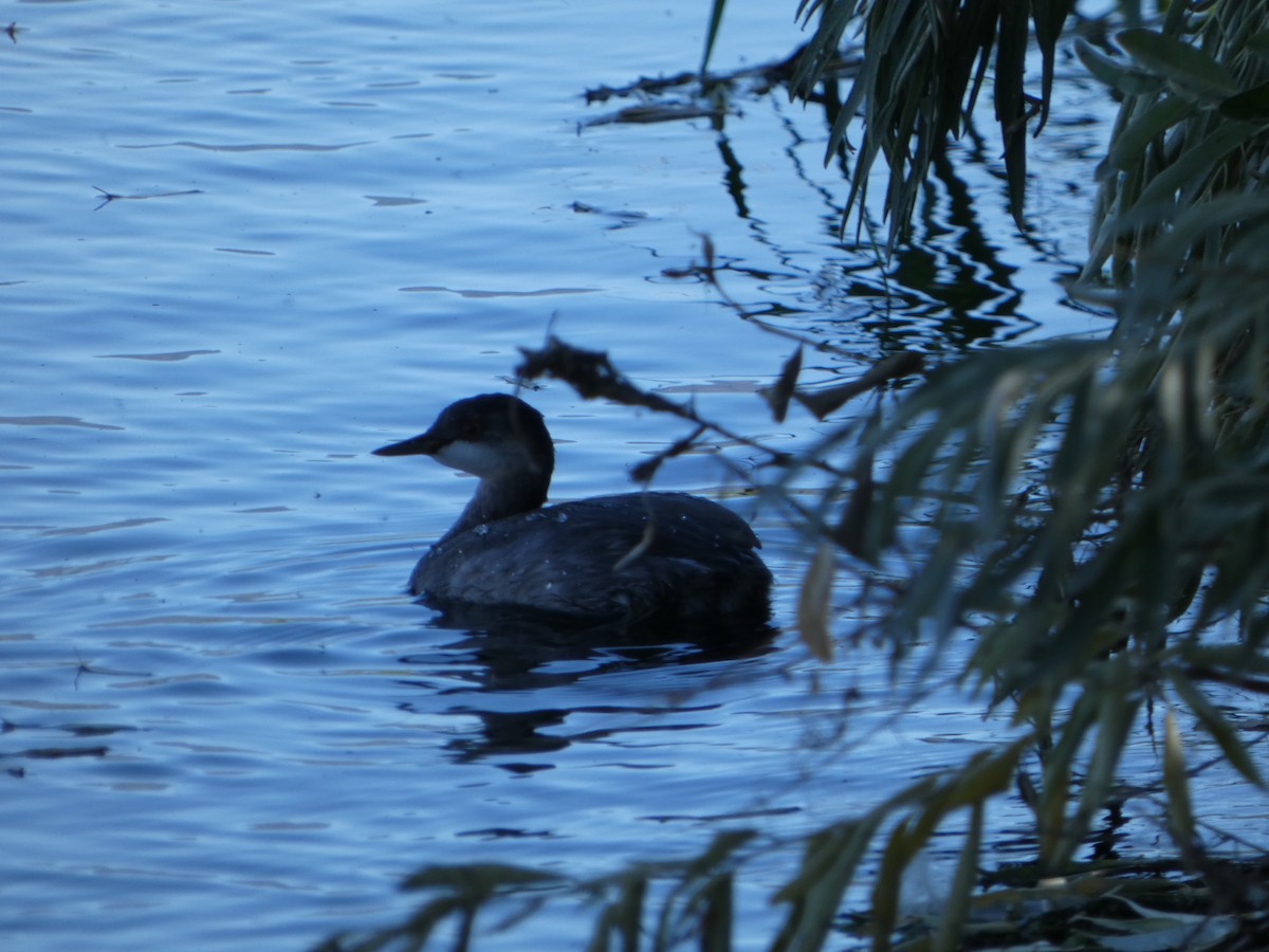 Red-necked Grebe - ML609354325