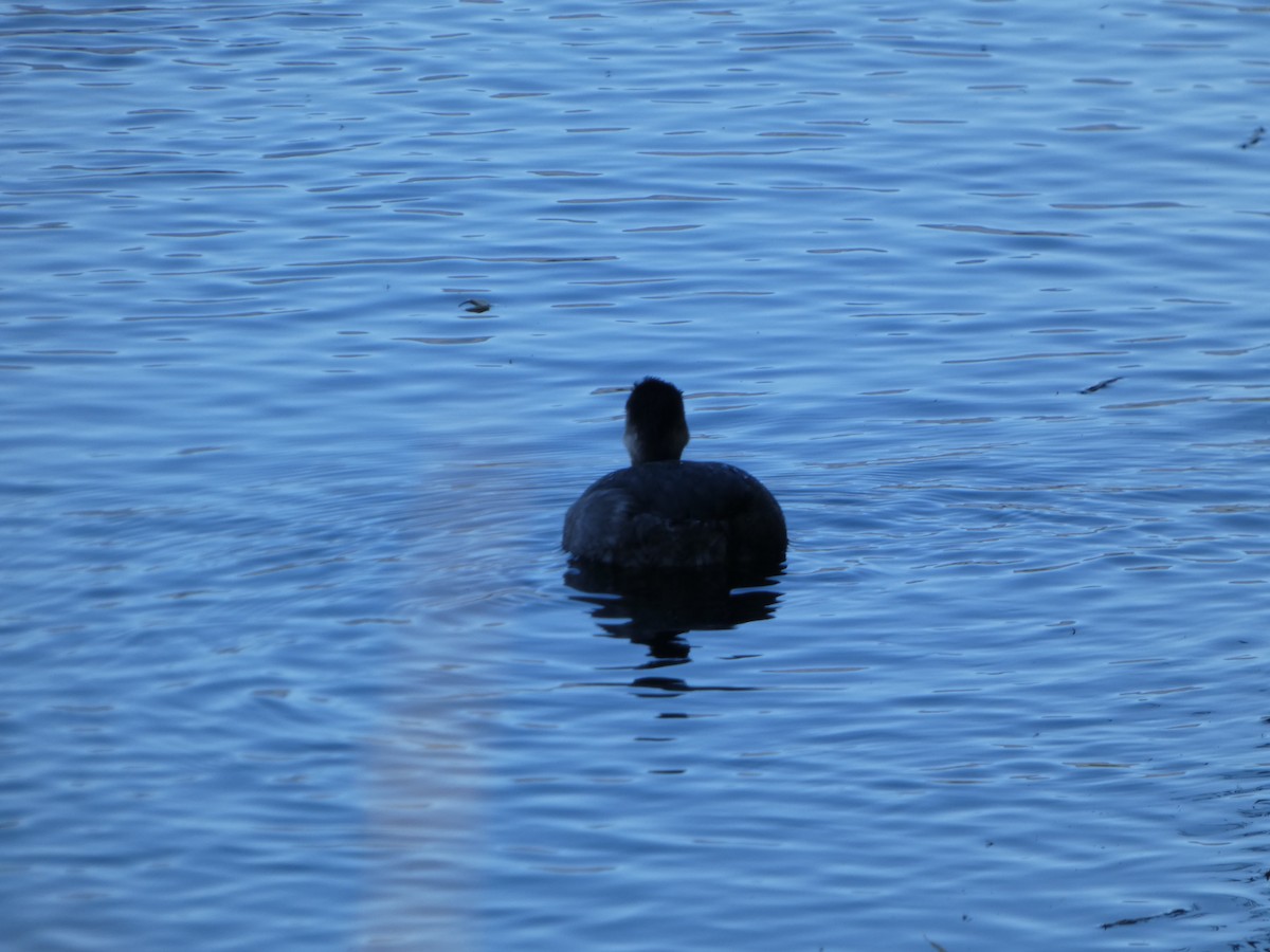 Red-necked Grebe - ML609354327