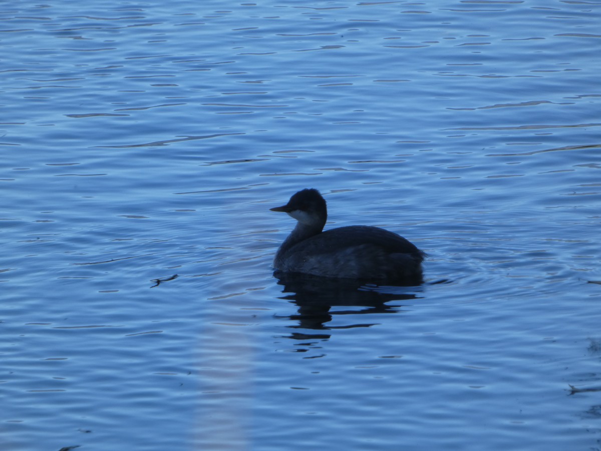 Red-necked Grebe - ML609354328