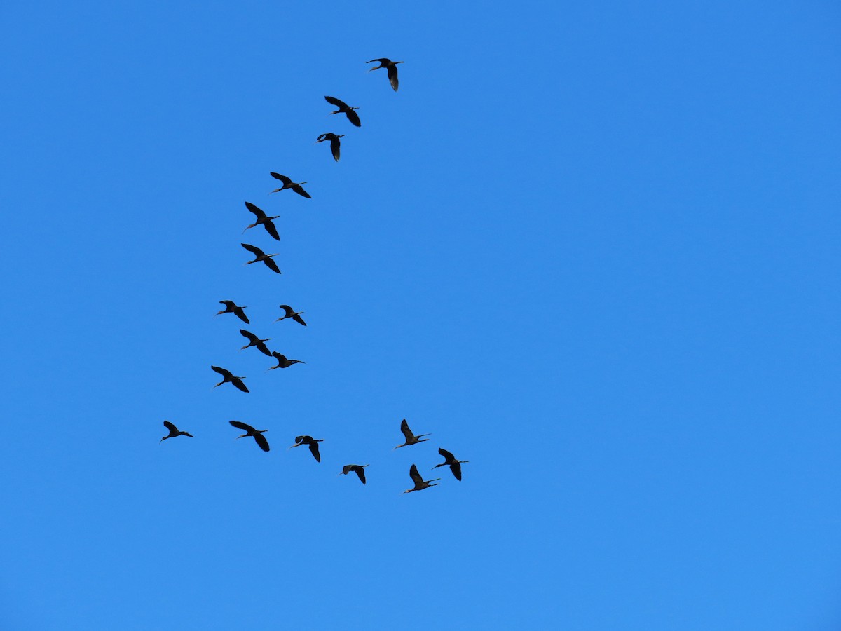 White-faced Ibis - ML609354419