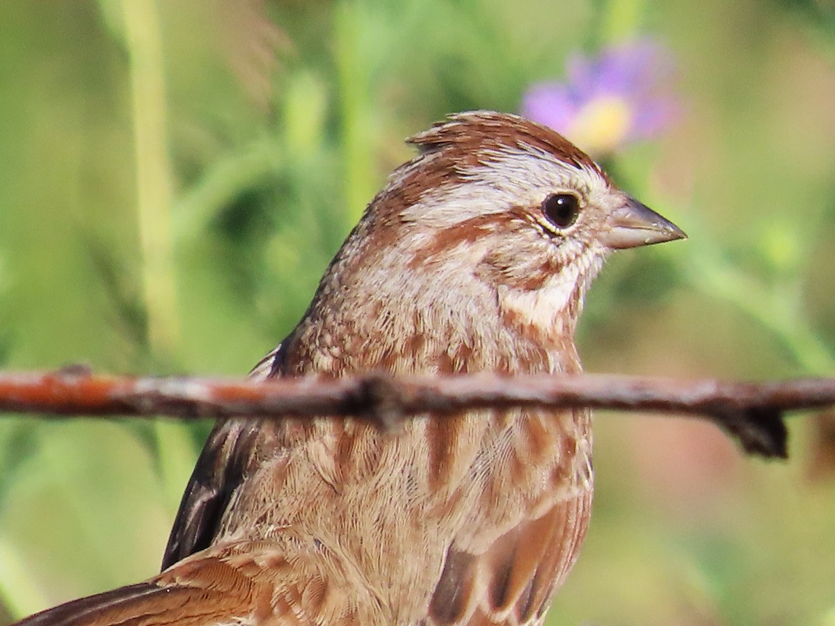 Song Sparrow - ML609354560