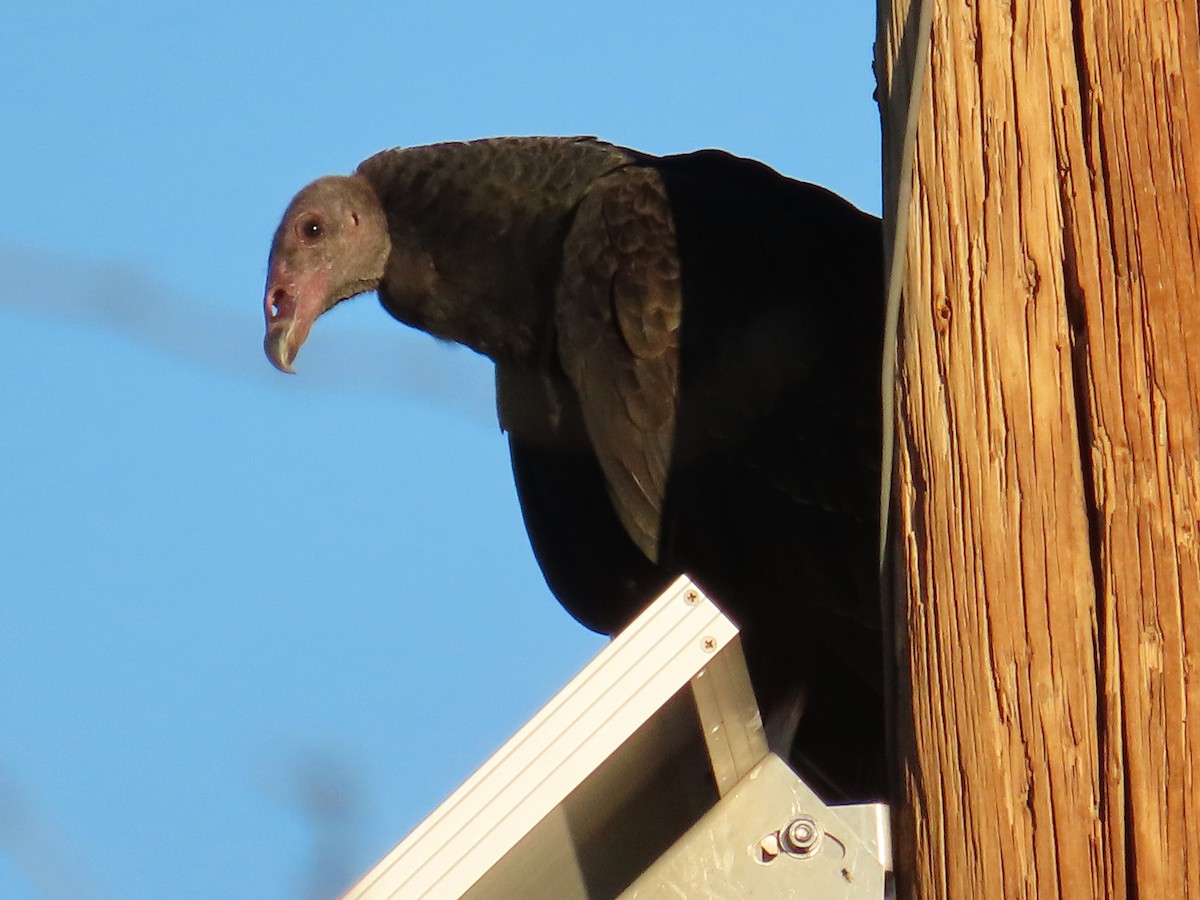 Turkey Vulture - ML609354579