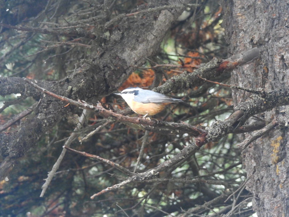 Red-breasted Nuthatch - ML609354582