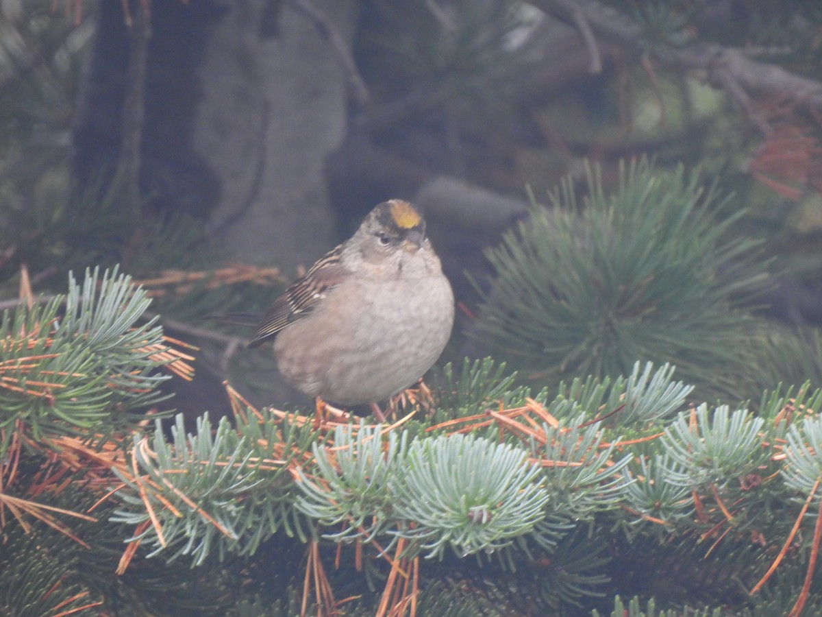 Golden-crowned Sparrow - ML609354600