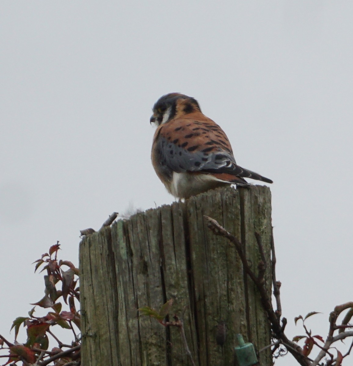 American Kestrel - ML609354695