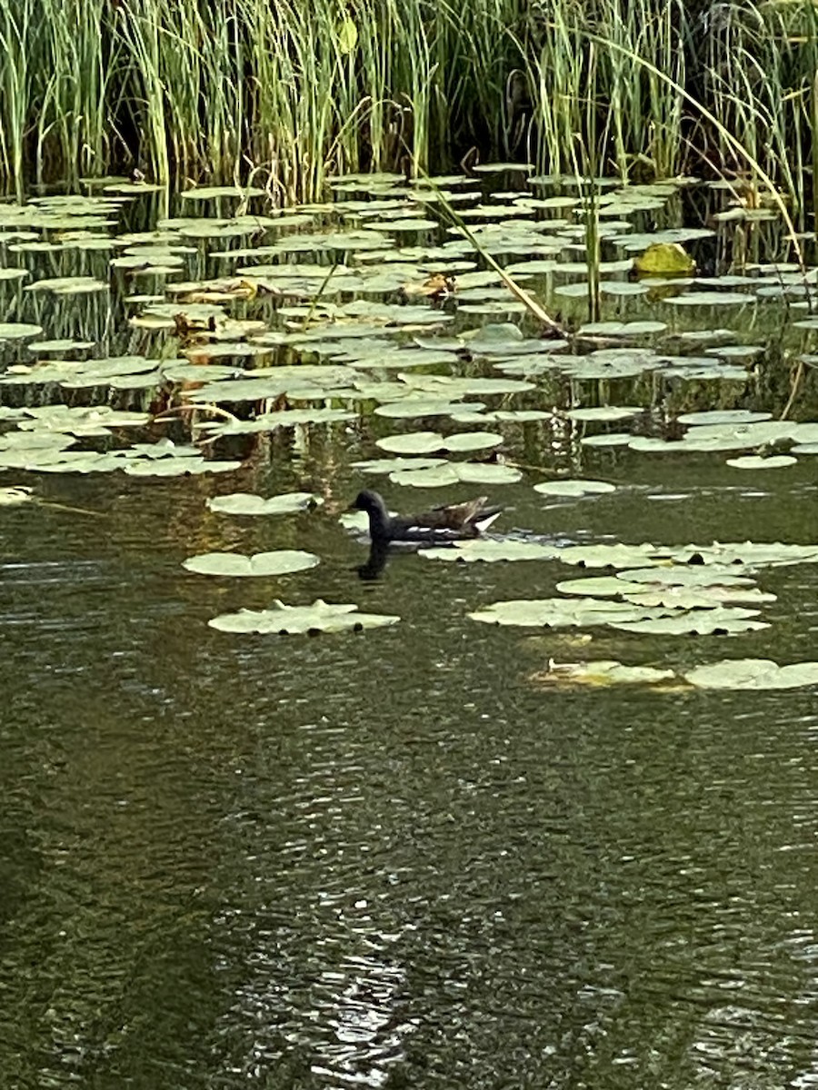 Eurasian Moorhen - Michael Skansen