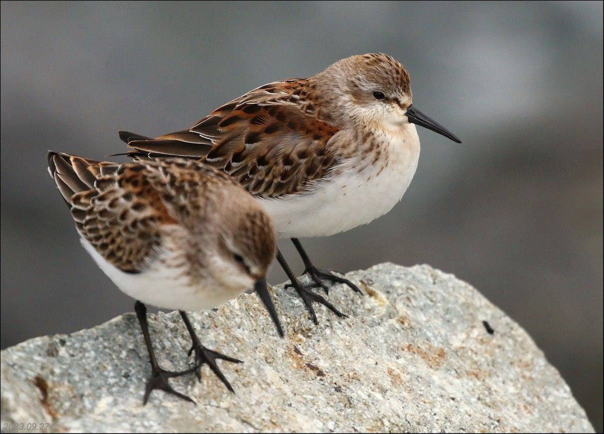 Western Sandpiper - ML609355141