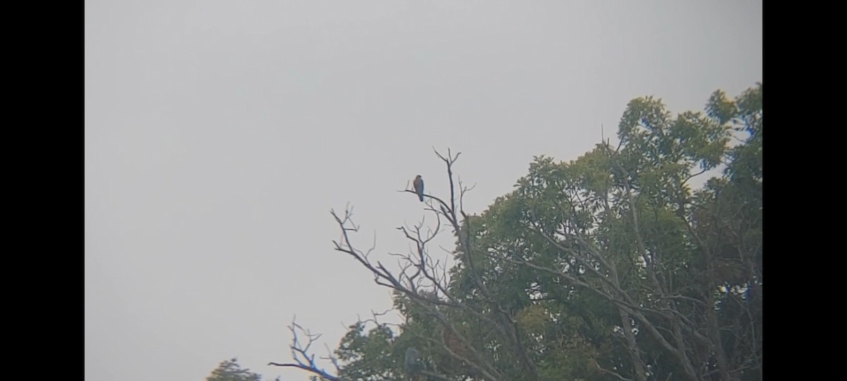 Halcón Peregrino - ML609355281