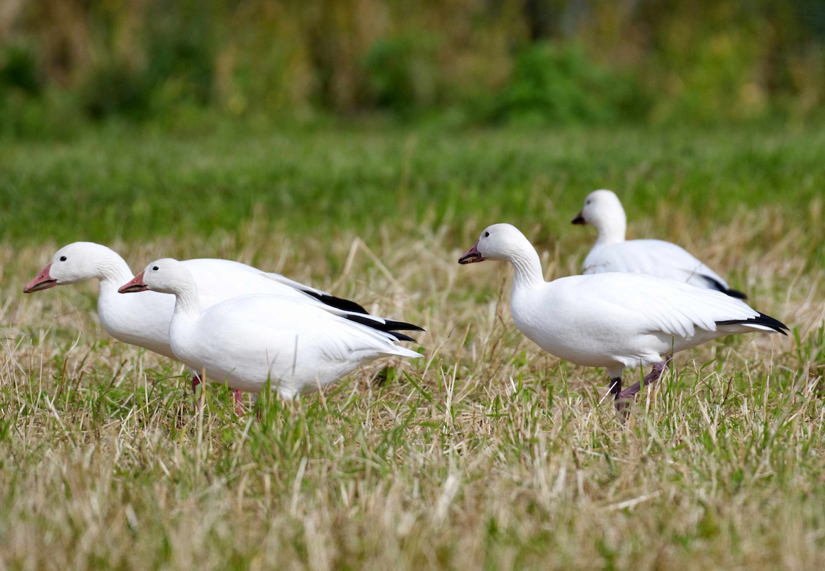 Snow Goose - ML609355479