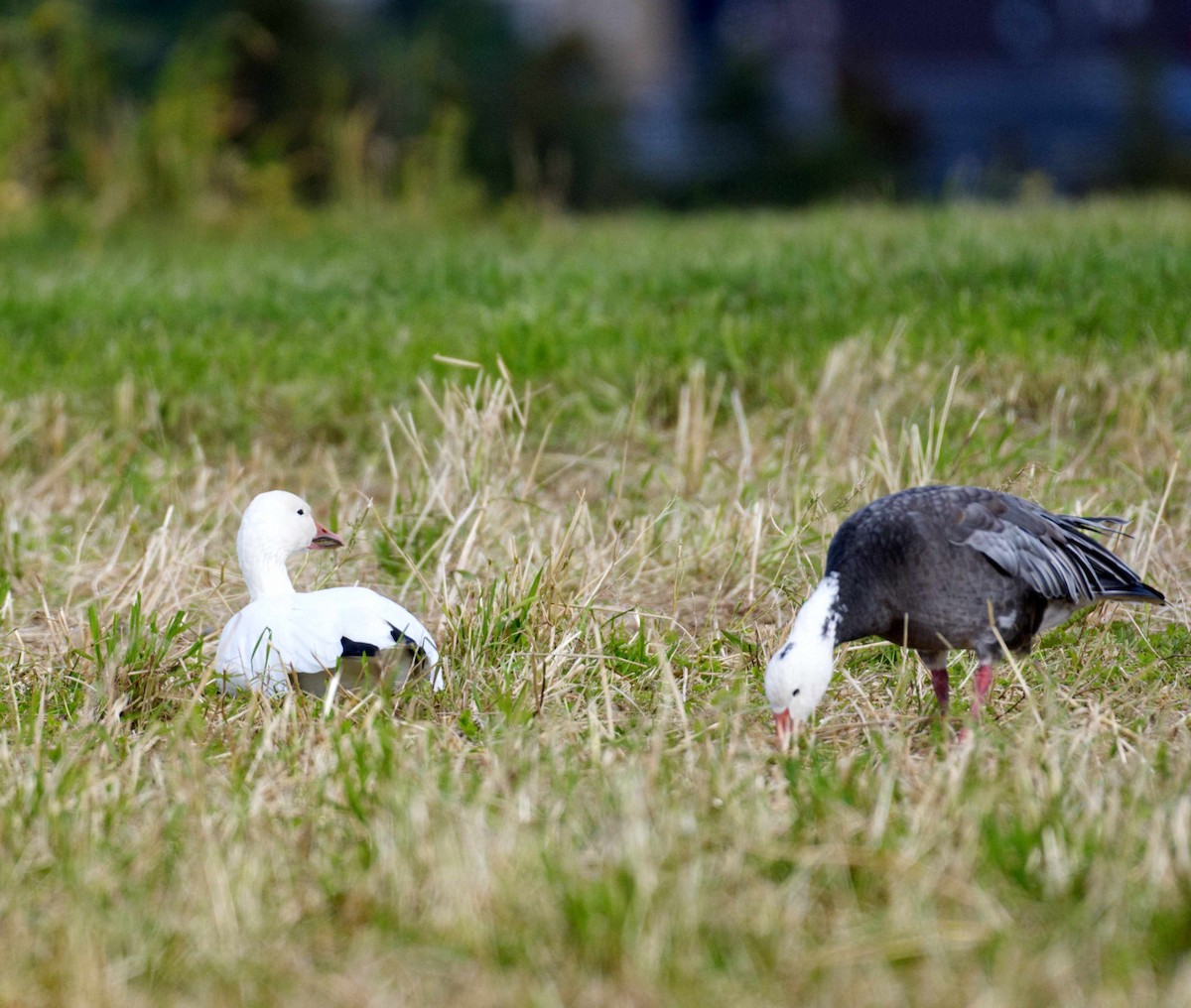 Snow Goose - ML609355480