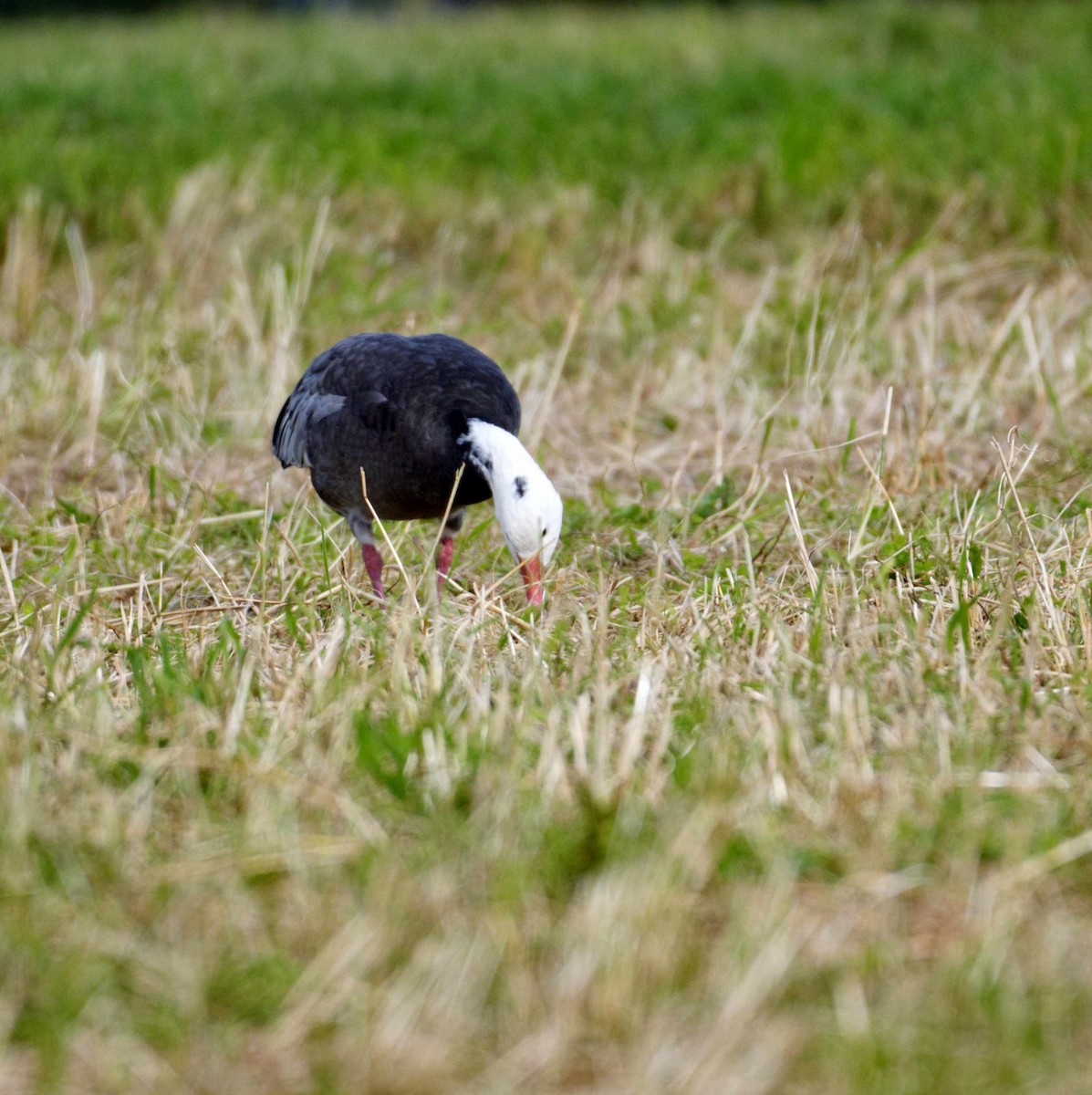 Snow Goose - ML609355481