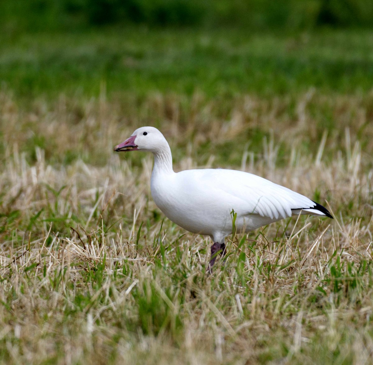 Snow Goose - ML609355482
