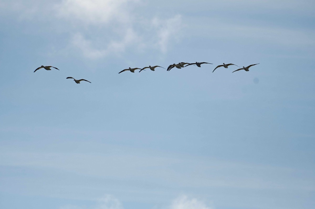 Snow Goose - ML609355483