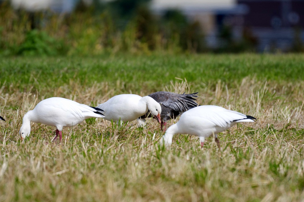 Snow Goose - ML609355484