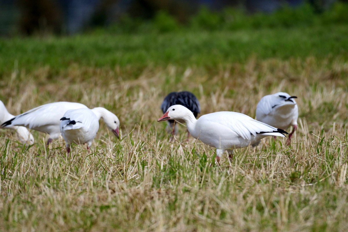 Snow Goose - ML609355485