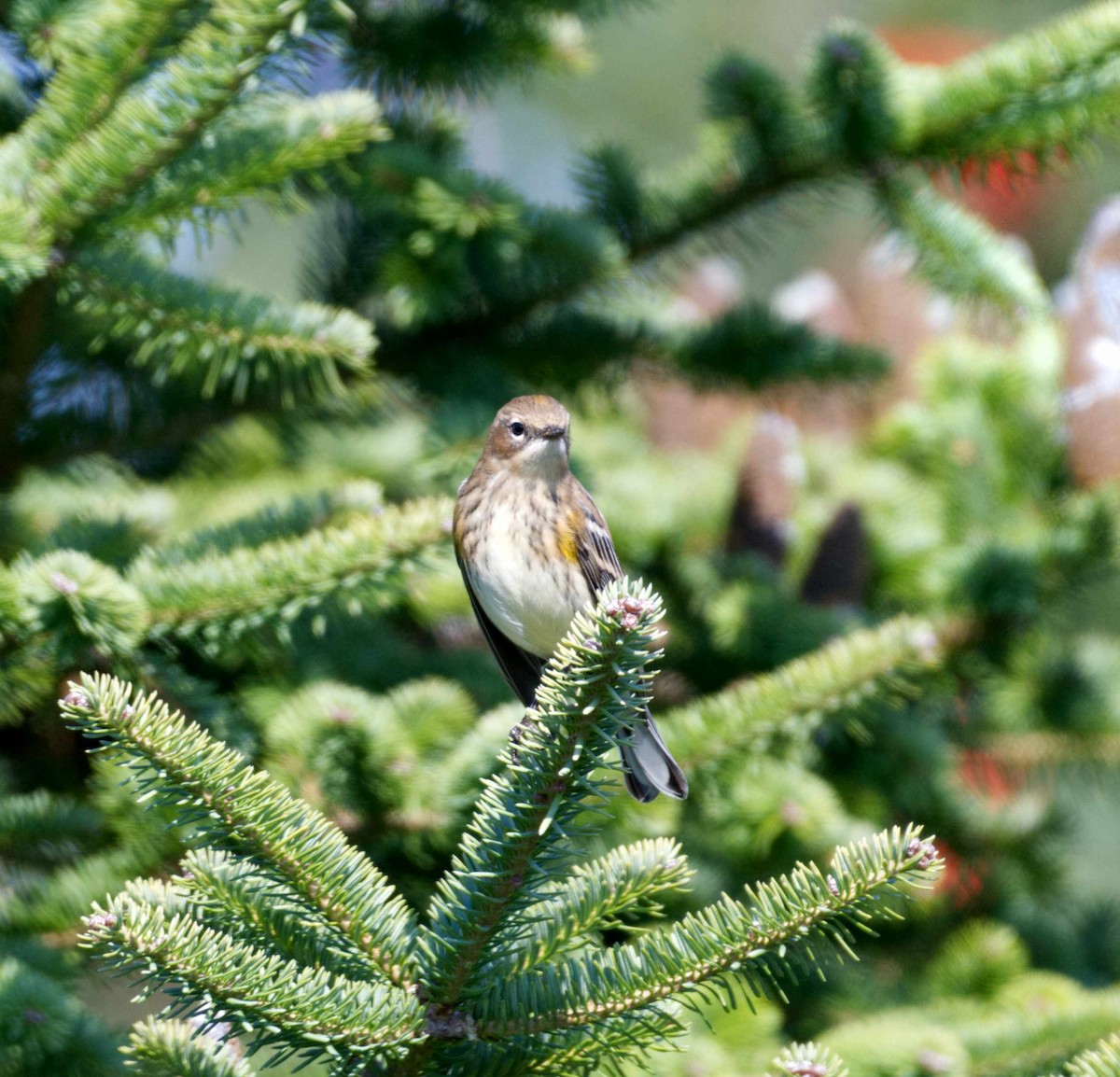Yellow-rumped Warbler - ML609355544