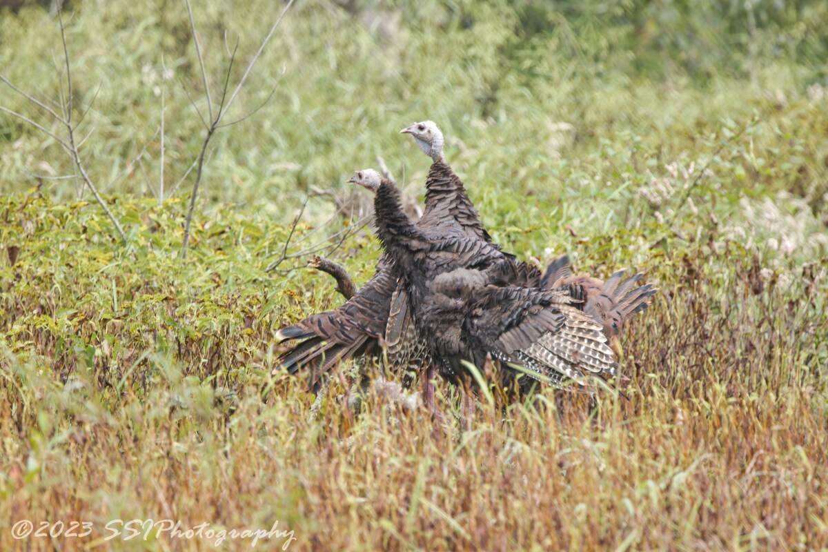 Wild Turkey - ML609355571