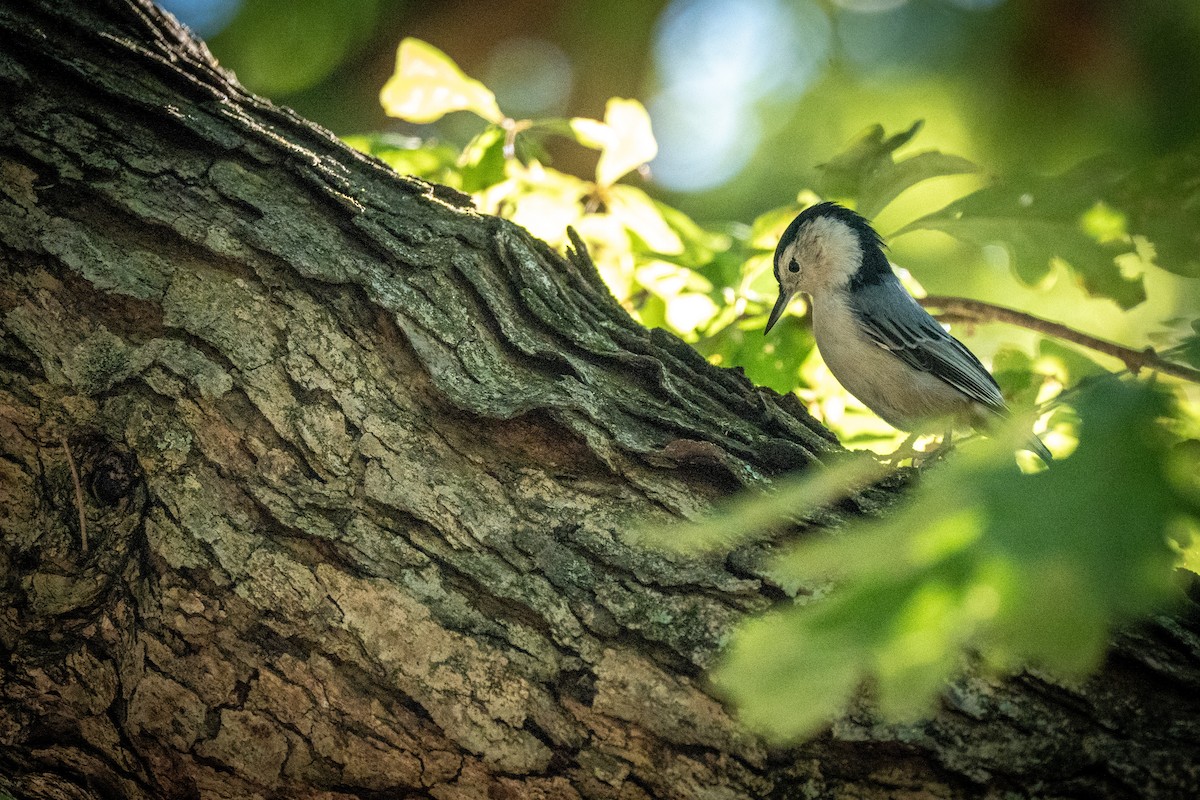 White-breasted Nuthatch - ML609355577