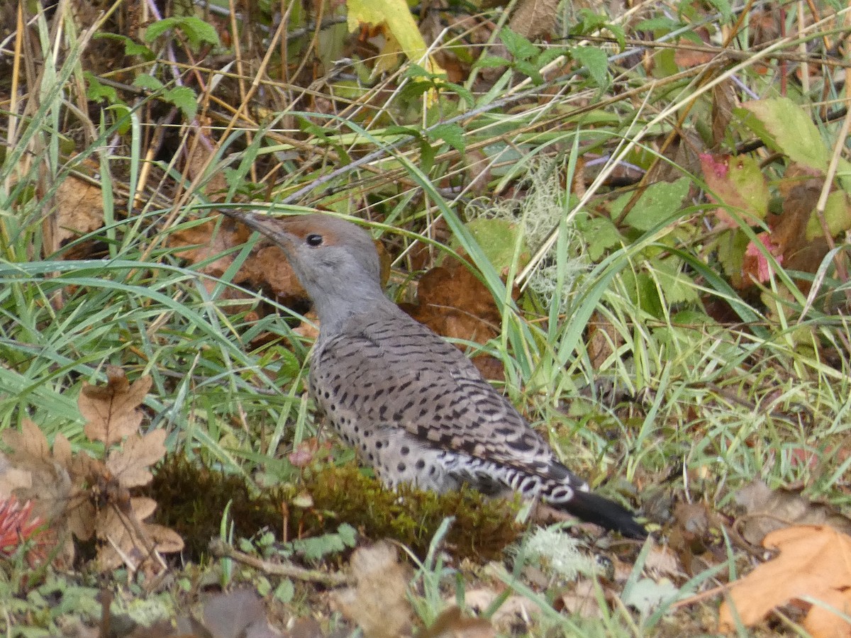 Northern Flicker - ML609355631