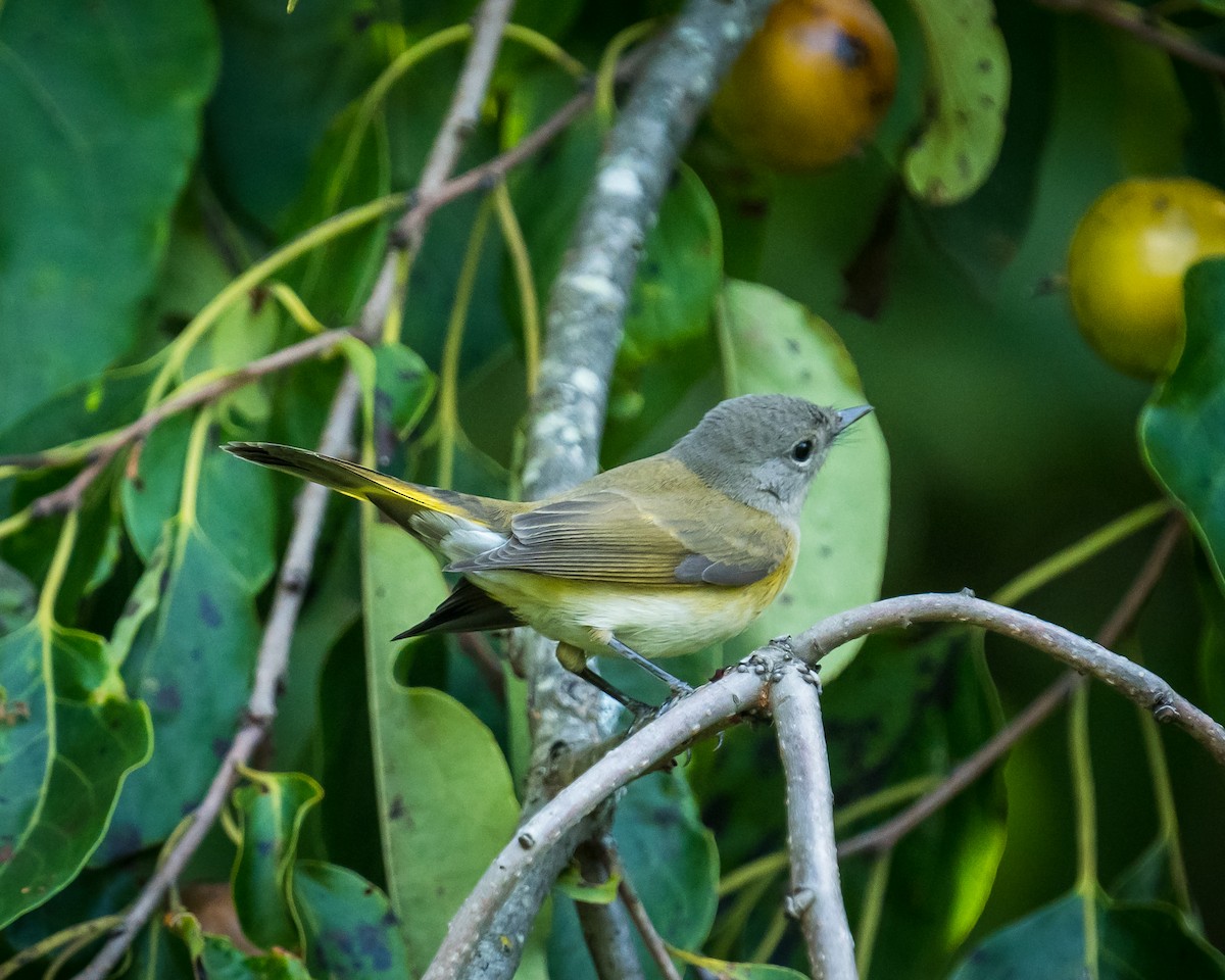 American Redstart - ML609355663