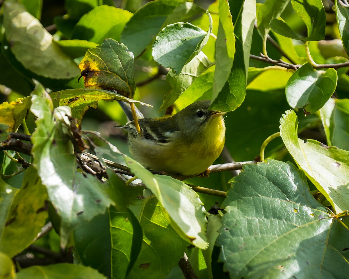 Northern Parula - ML609355665