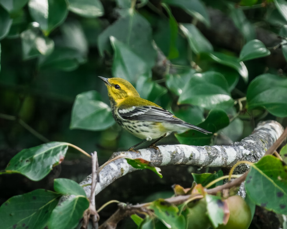 Black-throated Green Warbler - ML609355666