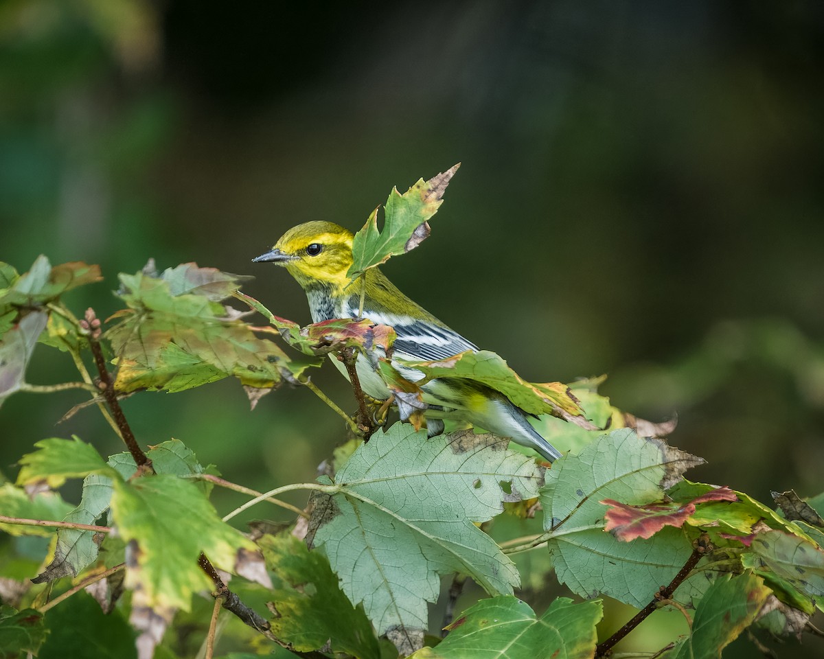 Black-throated Green Warbler - Tim Frye