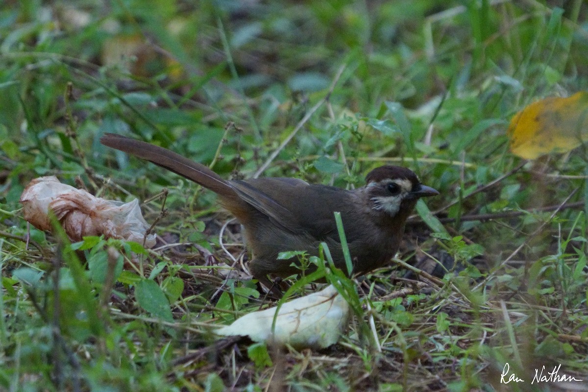 White-browed Laughingthrush - ML609355740