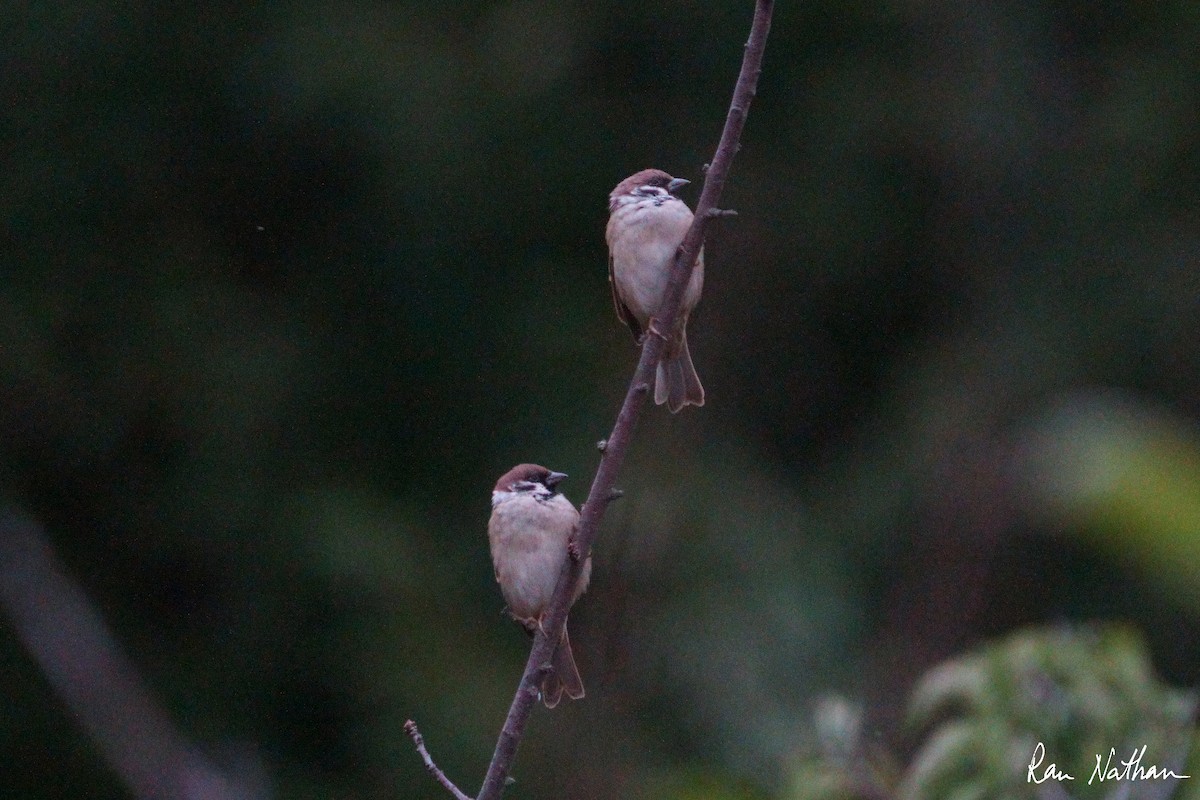 Eurasian Tree Sparrow - ML609355765