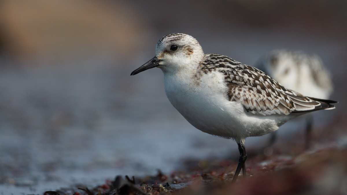 Sanderling - ML609355783