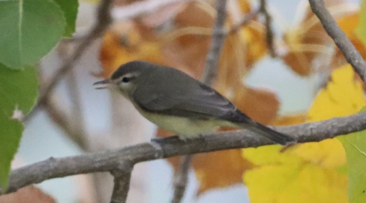 Warbling Vireo - ML609355918