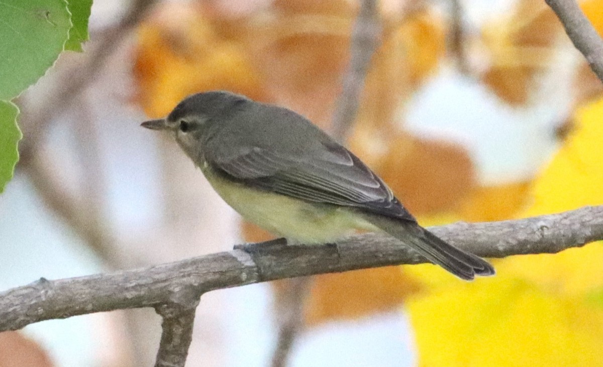 Warbling Vireo - ML609355919