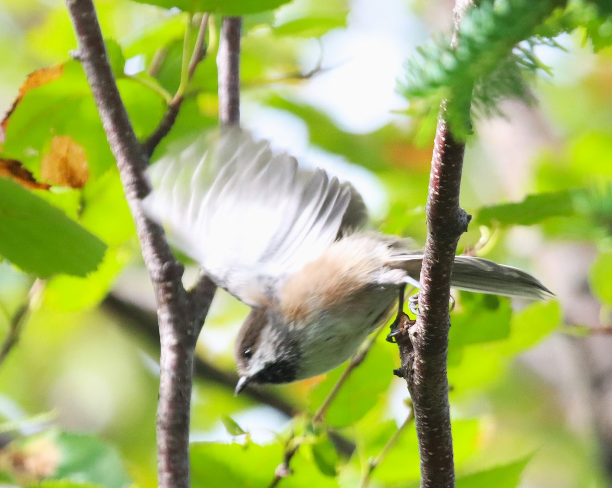 Boreal Chickadee - ML609355920