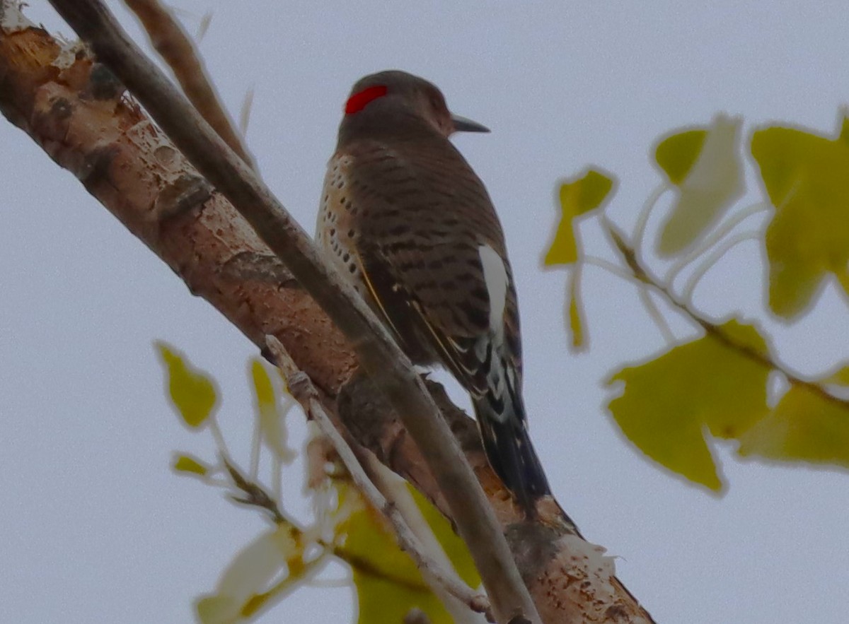 Northern Flicker - ML609355958